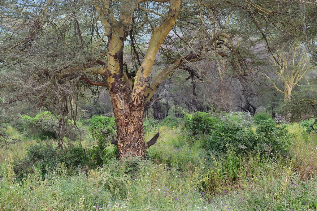 Ngorongoro Crater